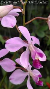 Encyclia dichroma