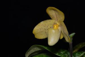 Paphiopedilum concolor