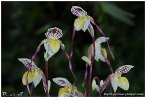 Paphiopedilum philippinense