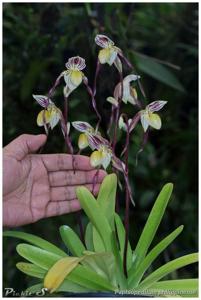 Paphiopedilum philippinense