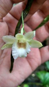 Dendrobium arcuatum