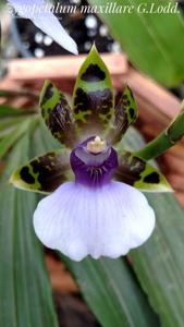 Zygopetalum maxillare