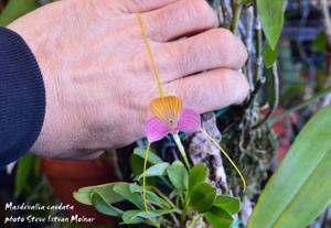 Masdevallia caudata