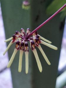 Bulbophyllum brienianum