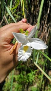 Arundina graminifolia