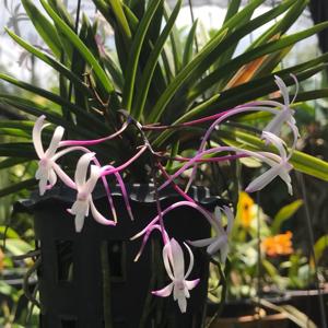 Vanda falcata