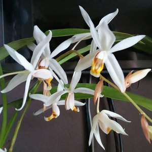 Coelogyne huettneriana