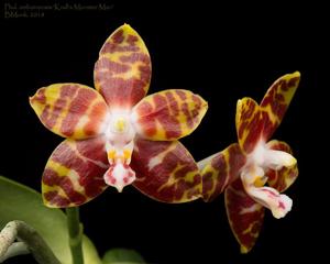 Phalaenopsis amboinensis