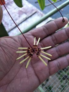 Bulbophyllum brienianum