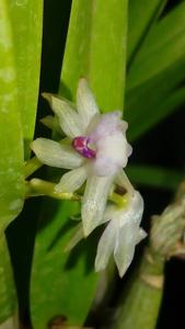 Scaphyglottis stellata