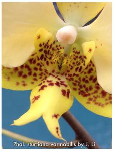 Phalaenopsis stuartiana