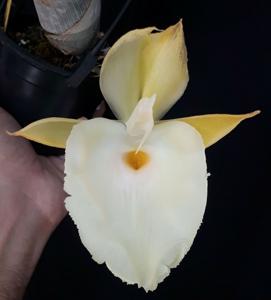 Catasetum pileatum