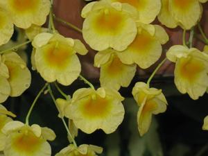 Dendrobium lindleyi