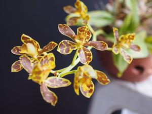 Grammatophyllum scriptum