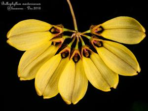 Bulbophyllum mastersianum