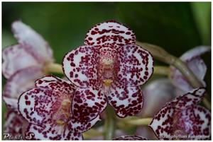 Bulbophyllum kubahense