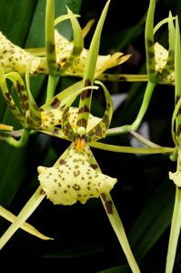 Brassia maculata