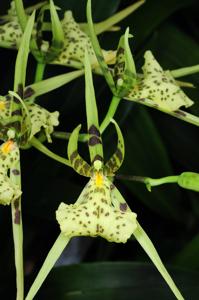 Brassia maculata