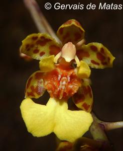 Trichocentrum cebolleta