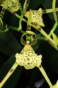 Brassia maculata