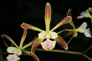 Encyclia alata