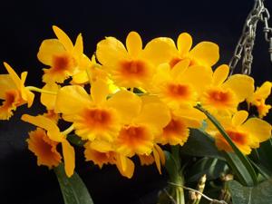 Dendrobium chrysotoxum