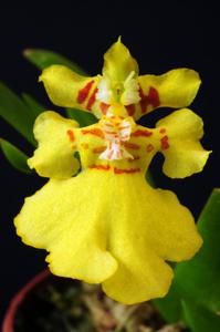 Erycina pusilla