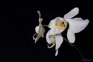 Phalaenopsis aphrodite