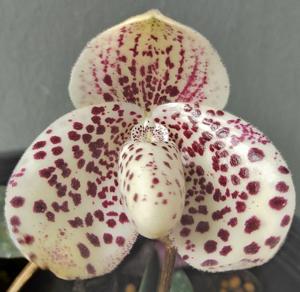 Paphiopedilum bellatulum