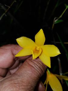 Dendrobium hancockii