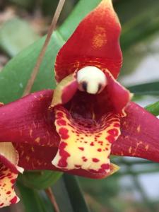 Maxillaria tenuifolia