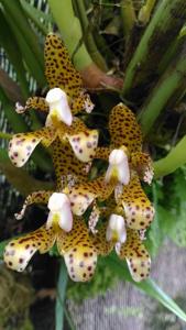 Bulbophyllum incisilabrum