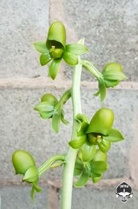 Catasetum lucis