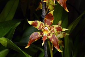 Oncidium lehmannii