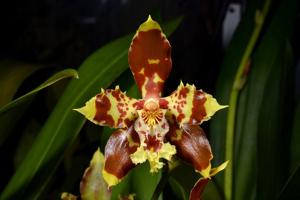 Oncidium sceptrum