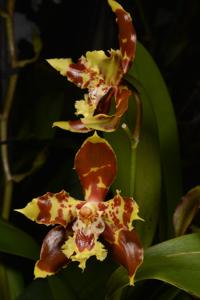 Oncidium sceptrum