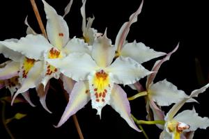 Oncidium alexandrae