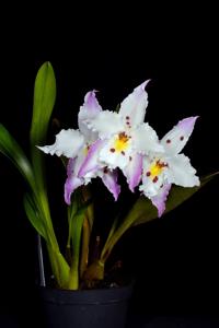 Oncidium alexandrae