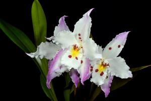 Oncidium alexandrae