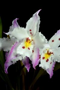 Oncidium alexandrae