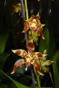 Oncidium lehmannii