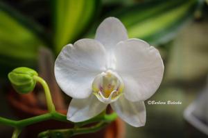 Phalaenopsis aphrodite