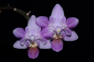 Phalaenopsis equestris