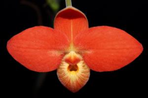 Phragmipedium besseae