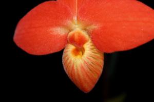 Phragmipedium besseae