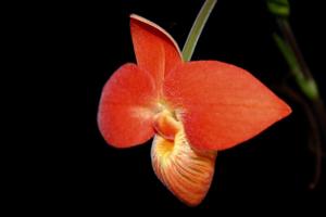 Phragmipedium besseae