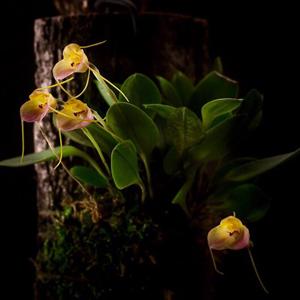Masdevallia persicina