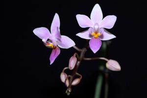 Phalaenopsis equestris