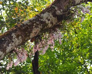 Dendrobium polyanthum