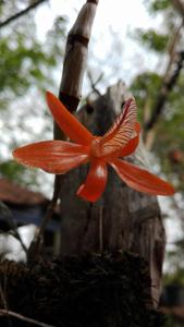 Dendrobium unicum